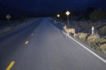 Deer crossing the road